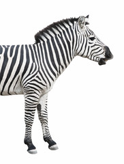 Zebra talks isolated over white background