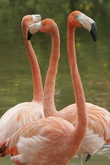 FLAMINGO FLOCK
