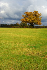 Fototapeta premium Eiche 12