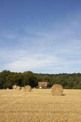 Golden fields