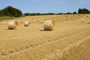 Golden fields