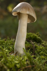 mushroom