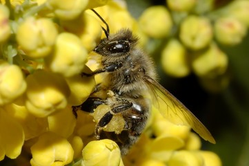 Bee