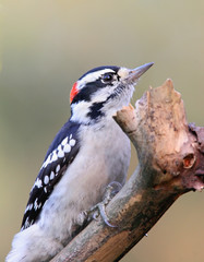 Downy Woodpecker on a Branch