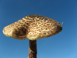 champignon