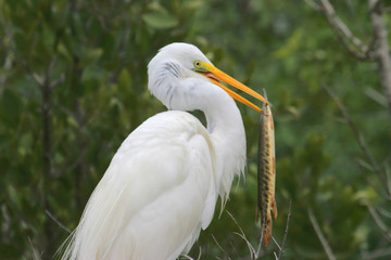 Great Egret Eating a Gar Fish