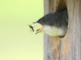 Baby Tree Swallow Catching a Bee