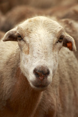 Obraz premium Y tu que miras?