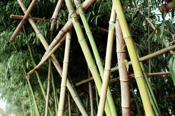 Obraz premium bamboo