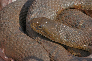 Obraz premium Coiled Water Snake Sunning