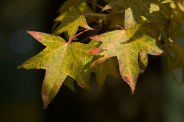 Fototapeta premium Turning leaves