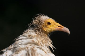 Egyptian Vulture