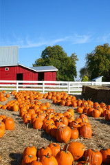 Halloween Pumpkin Farm