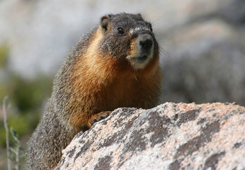 Naklejka na ściany i meble Marmot Odpoczynku w Parku Narodowym Yosemite