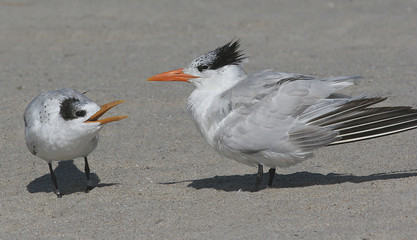 Baby Royal Tern Begging for Food