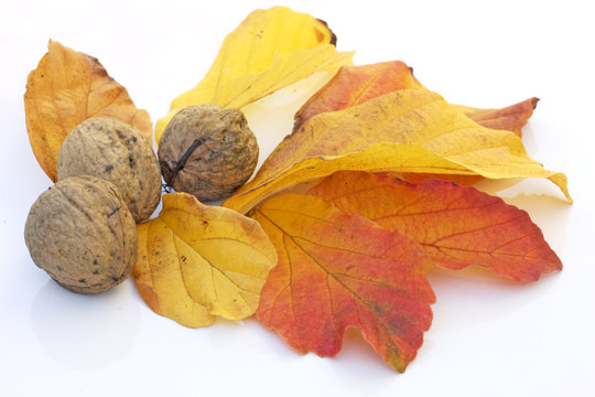 Fall bounty nuts and leaves