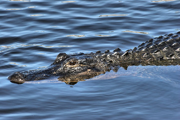 Alligator Swimming