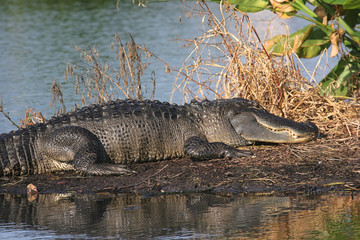 Sunning Alligator in the Florida Everglades