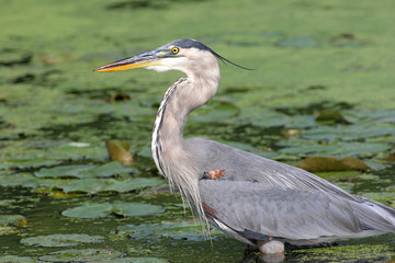 Hungry Great Blue Heron Hunting