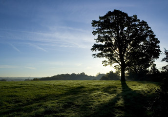 Backlit tree