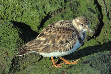 Ruddy Turnstone on Green Rocks at the Beach