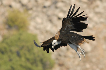 Griffon Vulture (Gyps fulvus).