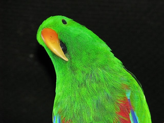 eclectus parrot