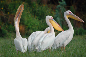 Great White Pelican (Pelecanus onocrotalus).