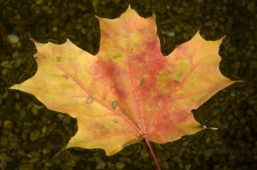 Naklejka na ściany i meble floating autumn leaf