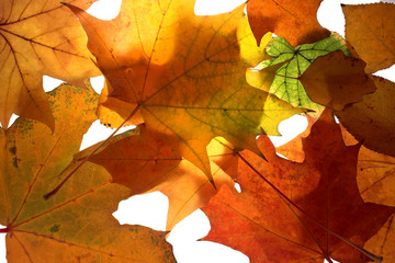 autumn leaves on a white background