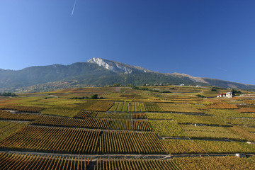 Vignobles près de Sion