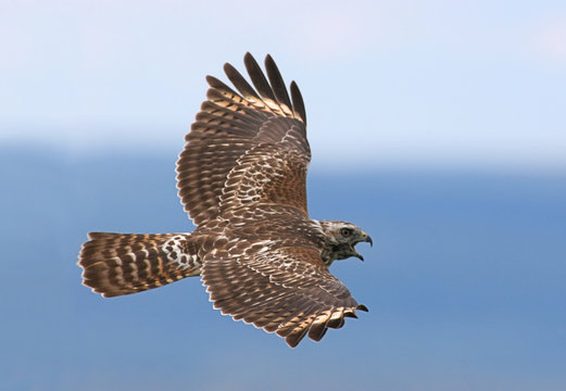 Red-shouldered Hawk Calling in Flight