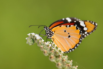 Monarch butterfly