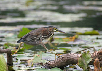 Green Heron Jumping to a New Perch