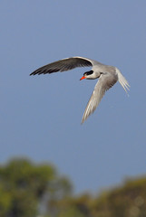 Sterna hirundo (common tern). 