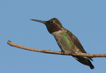 Male Anna's Hummingbird
