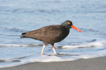 Black Oystercatcher Wading in the Surf