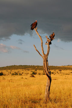 Lappet-faced vulture & Gyps Africanus & Gyps ruppellii.