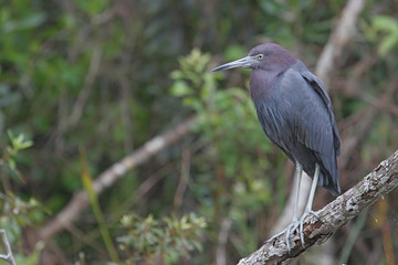 Little Blue Heron in the Florida Everglades
