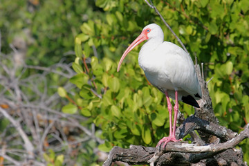 White Ibis in the Florida Everglades