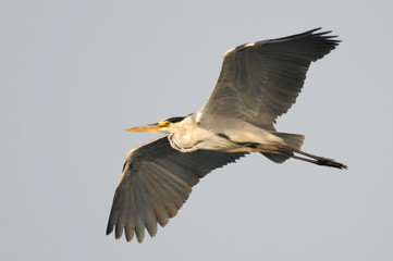 The Grey Heron (Ardea cinerea). 