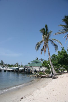 PALM TREE