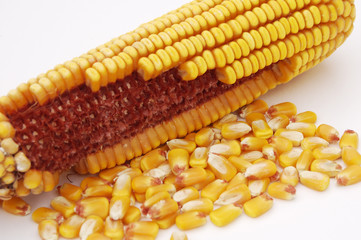 Ear of Corn 2