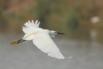 Egretta garzetta - Little Egret (Linnaeus).