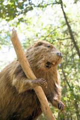Beaver © Rob Byron