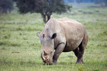 Naklejka premium Rhinoceros (Rhinocerotidae).