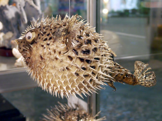 Prickly fish