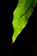 Light of sun on the green leaf