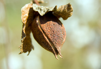 from session on cotton field