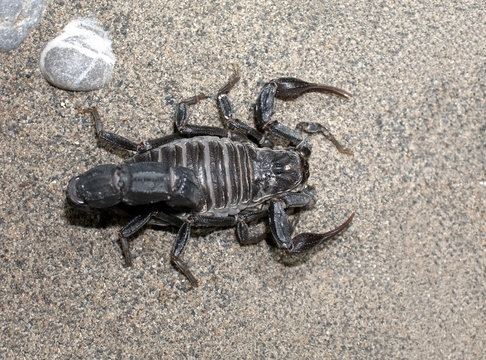 Black scorpion